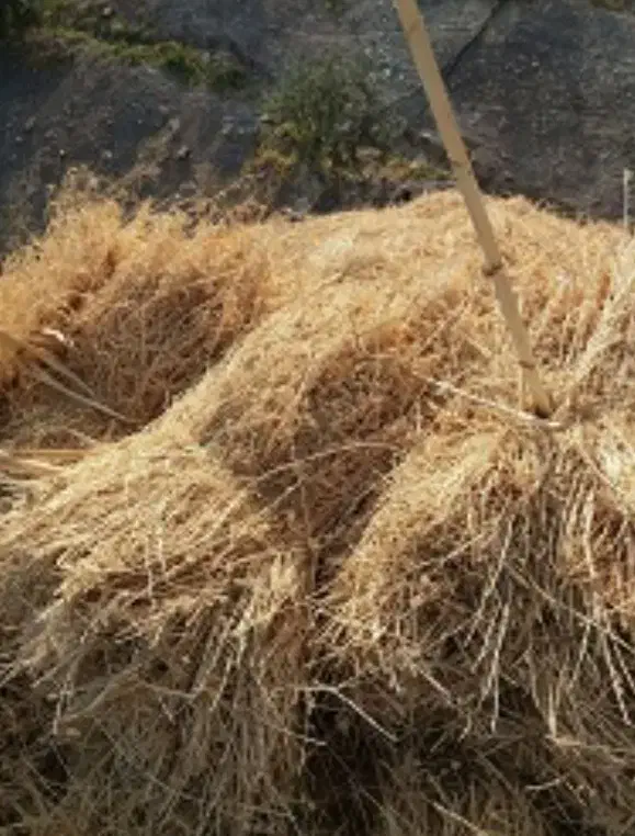 فروش علف خشک|خدمات باغبانی و درختکاری|یزد, |دیوار