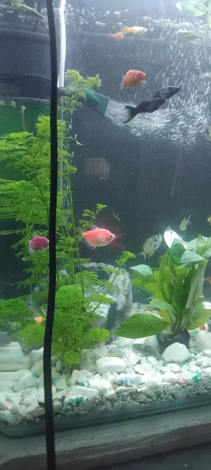 ماهی و اکواریوم|ماهی|تهران, مرزداران|دیوار