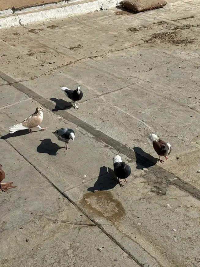 کفترای پرشی به شرط همه چی یجایی|پرنده|قم, گلزار|دیوار