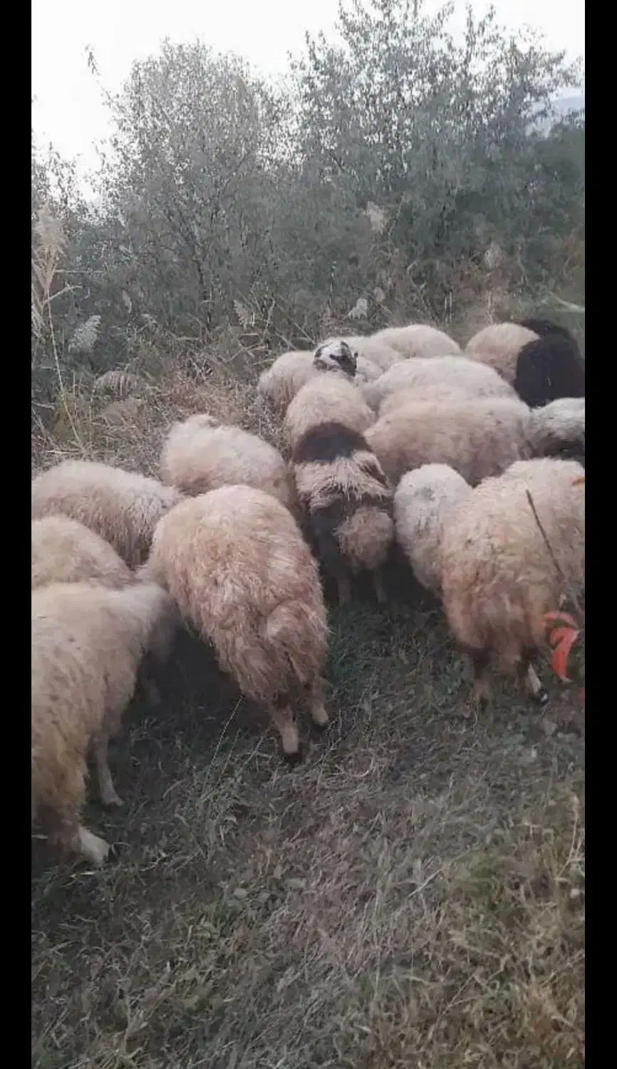 بره نر و ماده  داشتی مناسب برای پروار  چکی هم میدم|حیوانات مزرعه|کرفتو, |دیوار