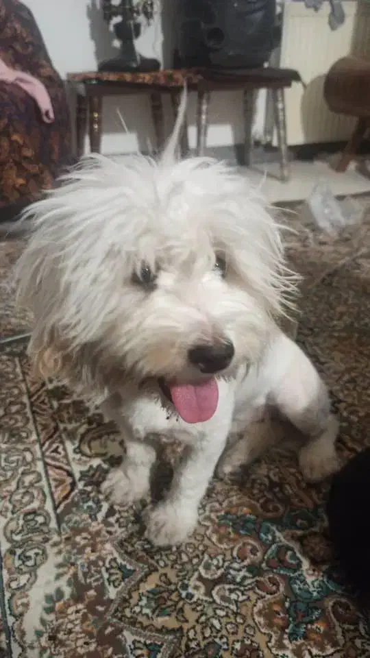 سگ اشپیز|سگ|قدس, شهر‌قدس|دیوار