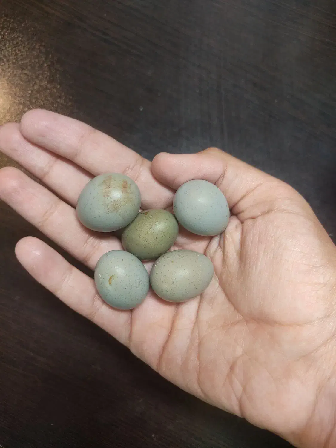 تخم نطفه دار بلدرچین مینیاتوری|حیوانات مزرعه|ابرکوه, |دیوار