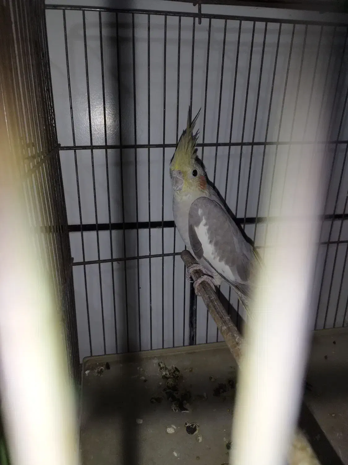 عروس هلندی لوتینو طوطی|پرنده|دزفول, |دیوار