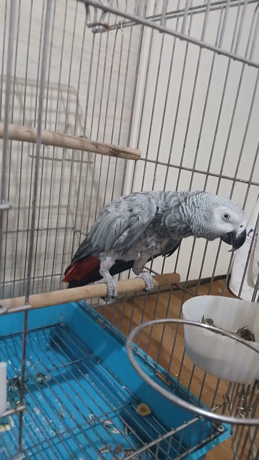 کاسکو ماده تست دار رام کلام بالا|پرنده|تهران, ایوانک|دیوار