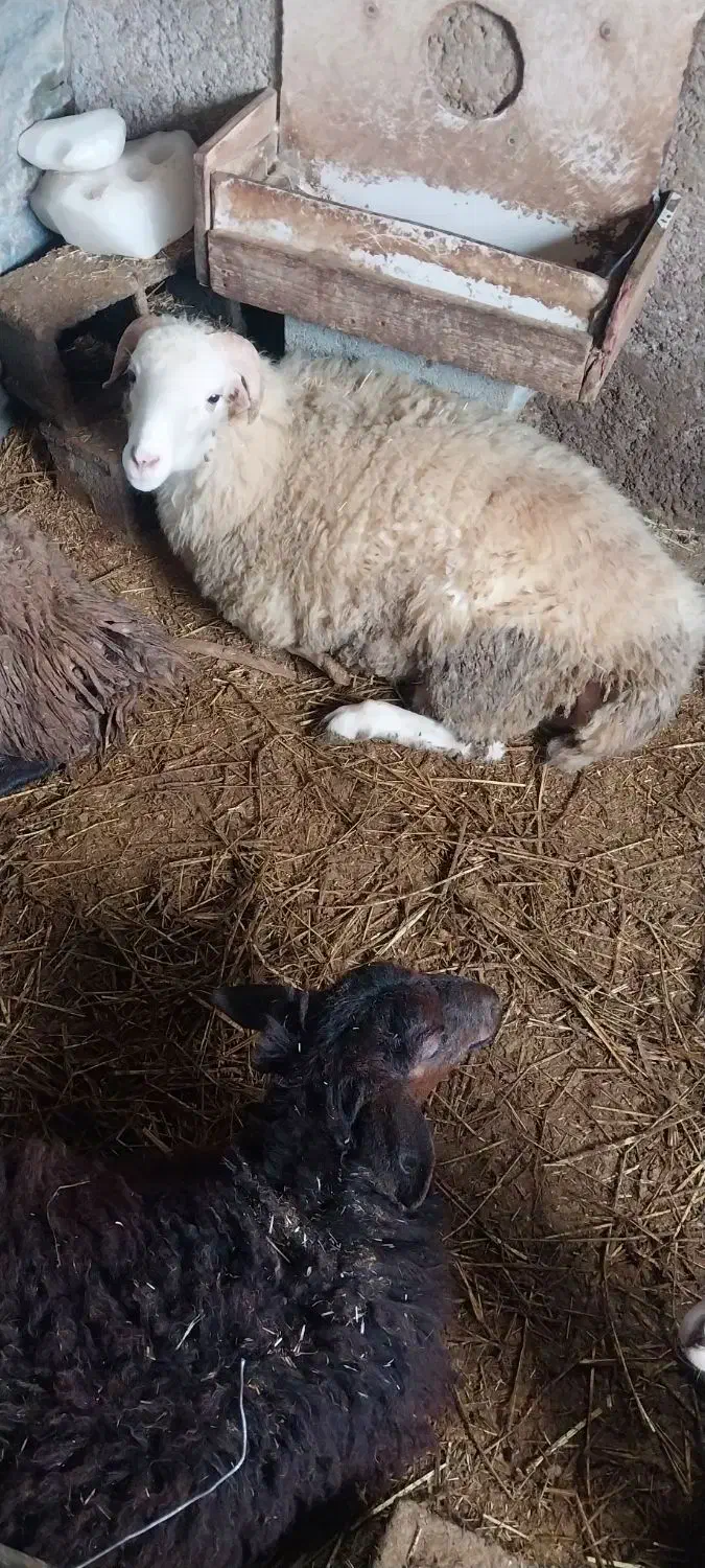 گوسفند|حیوانات مزرعه|فومن, |دیوار