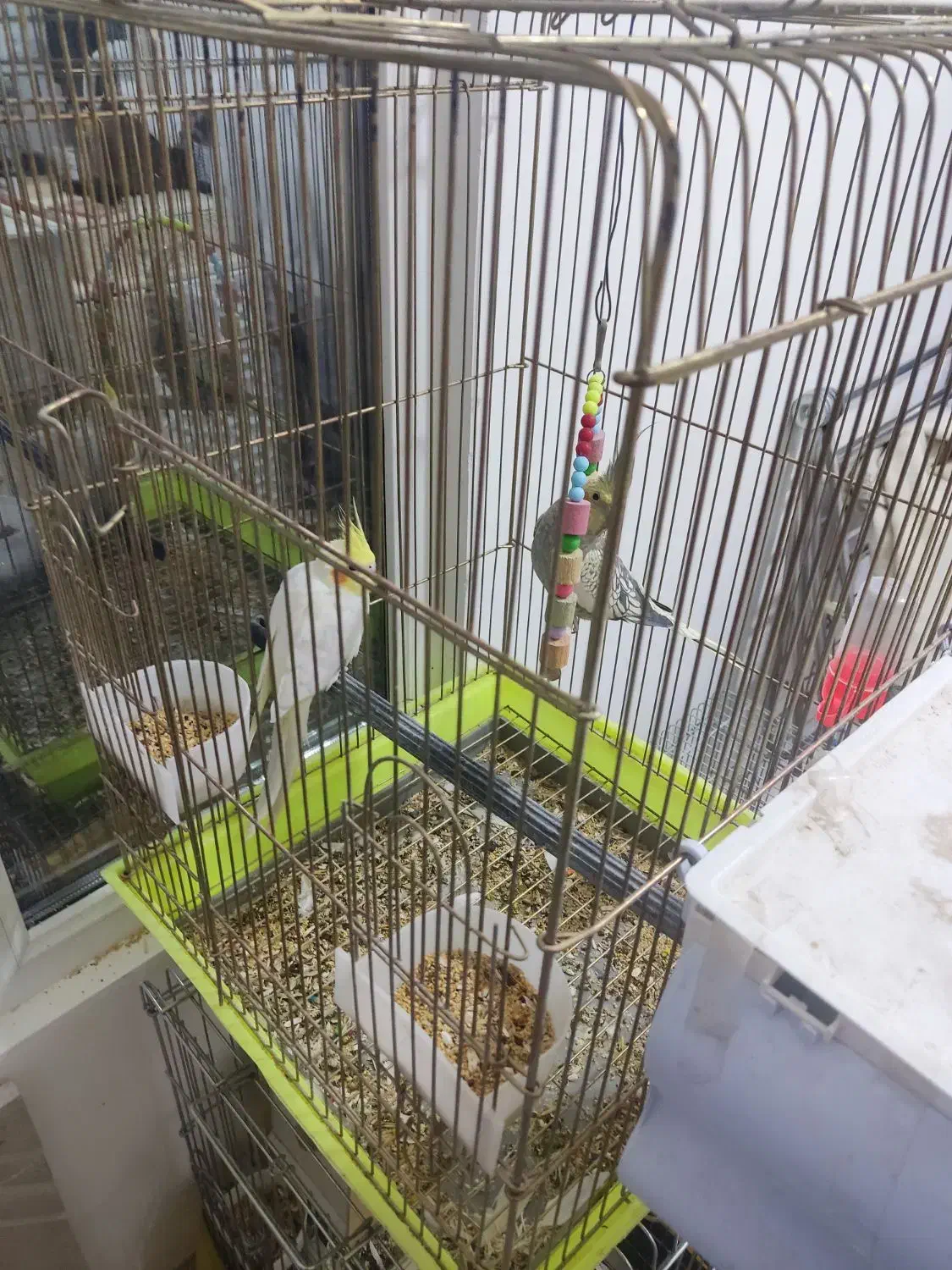 عروس هلندی|پرنده|کمیجان, |دیوار