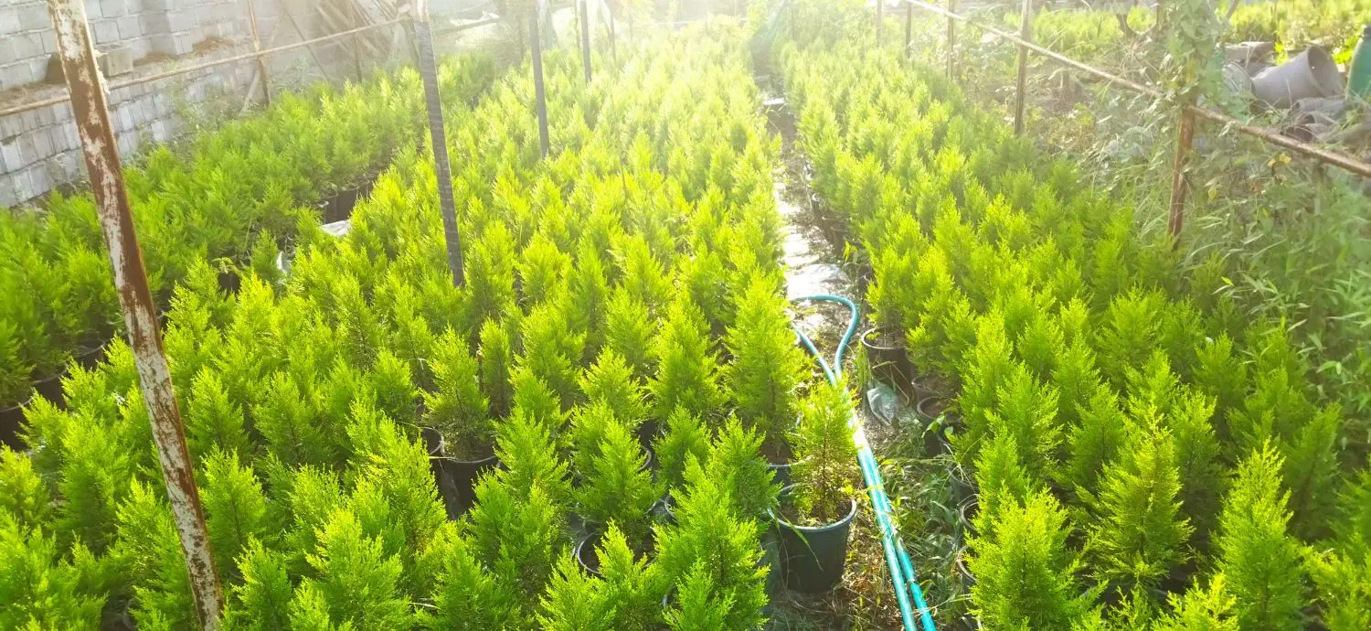 فروش لاوسون گلدان ۱۰ و ۷|گل و گیاه طبیعی|چالوس, |دیوار