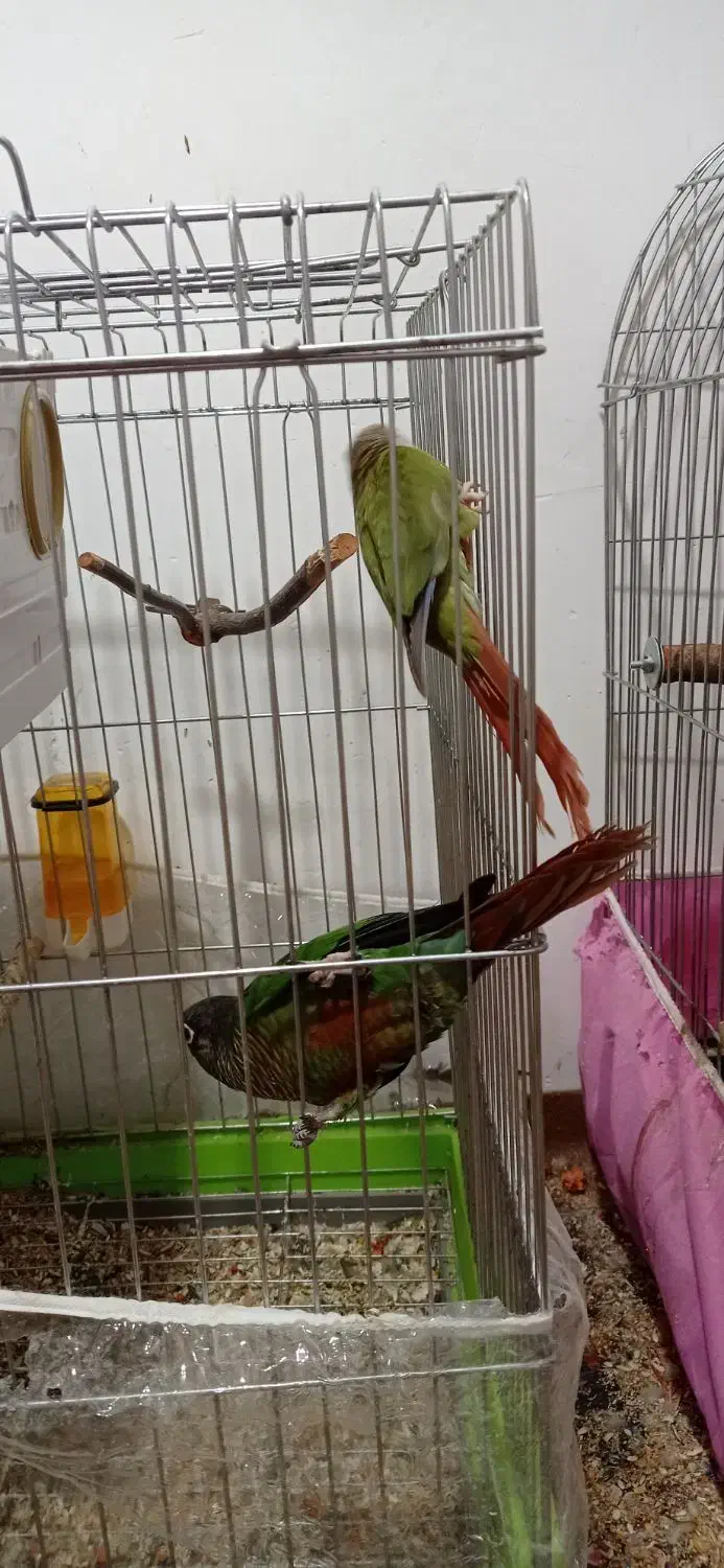 طوطی گیرینچیک|پرنده|بجنورد, |دیوار