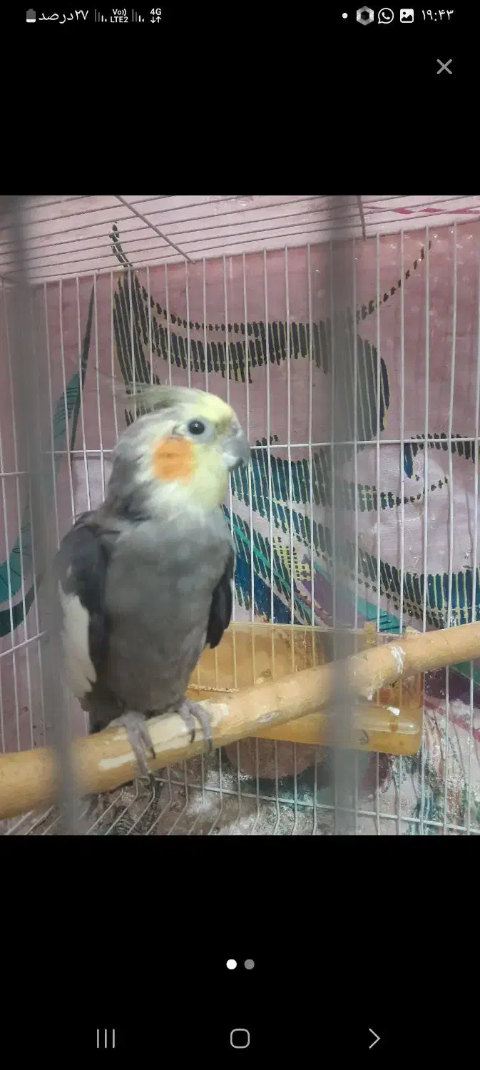 عروس هلندی نر ماده|پرنده|یزدان شهر, |دیوار