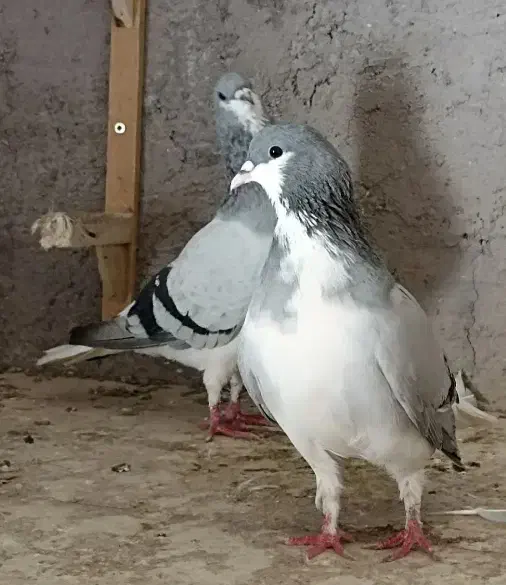 کبوتر پرشی|پرنده|بشاریات, |دیوار