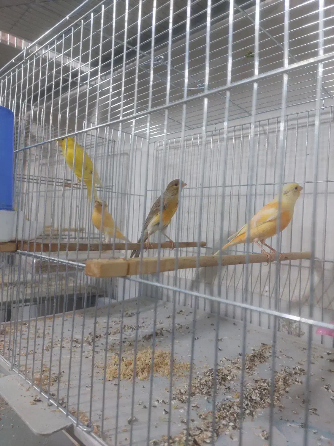 پرنده سرای کاسکو|پرنده|خوی, |دیوار