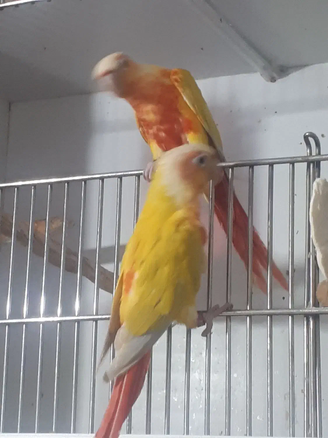 ردچیک|پرنده|فردیس, نگارستان|دیوار