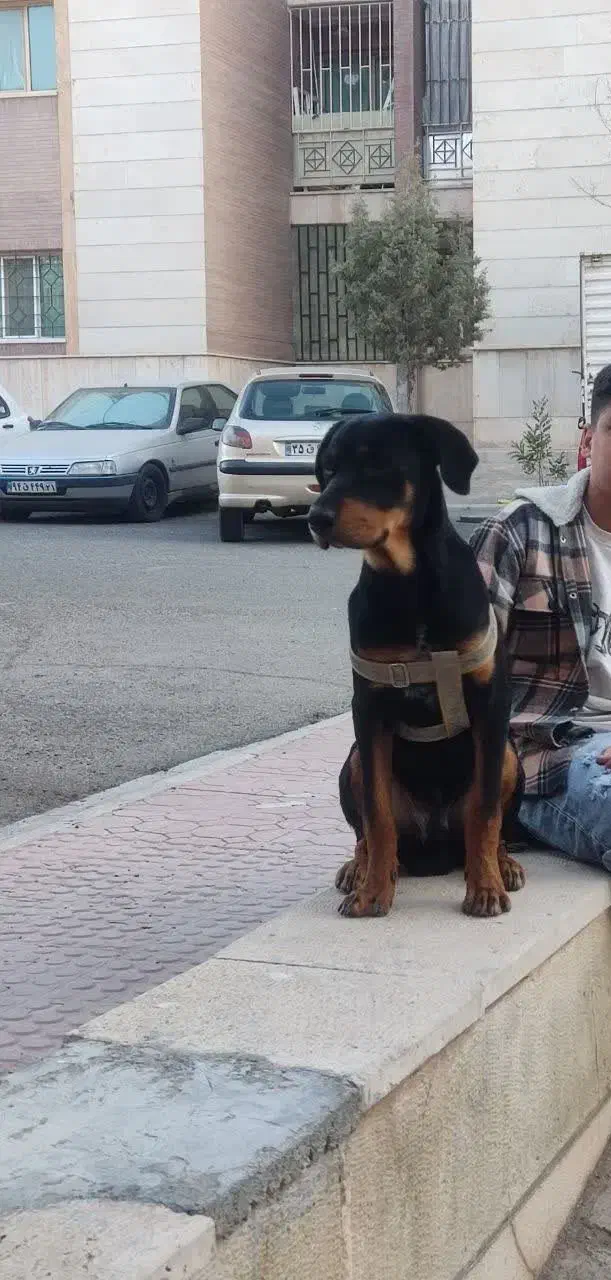 سگ گمشده|حیوانات|رباطکریم, الارد|دیوار