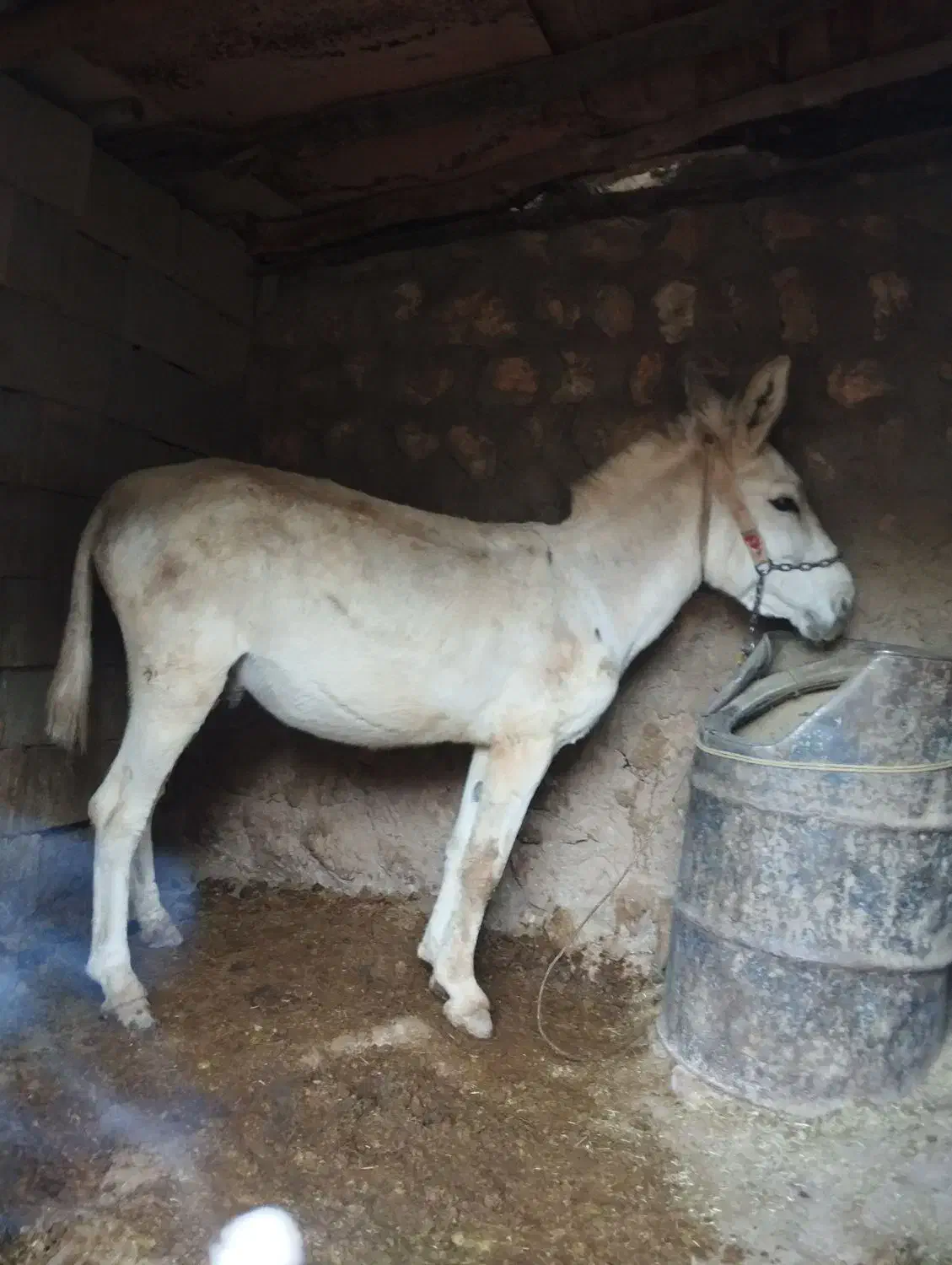 خر باری و مادیان رو|حیوانات مزرعه|لردگان, |دیوار