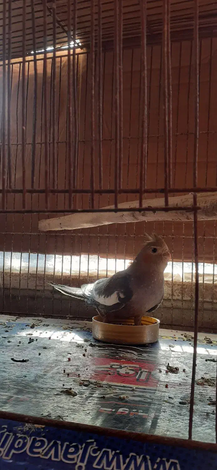 عروس هلندی|پرنده|رودسر, |دیوار