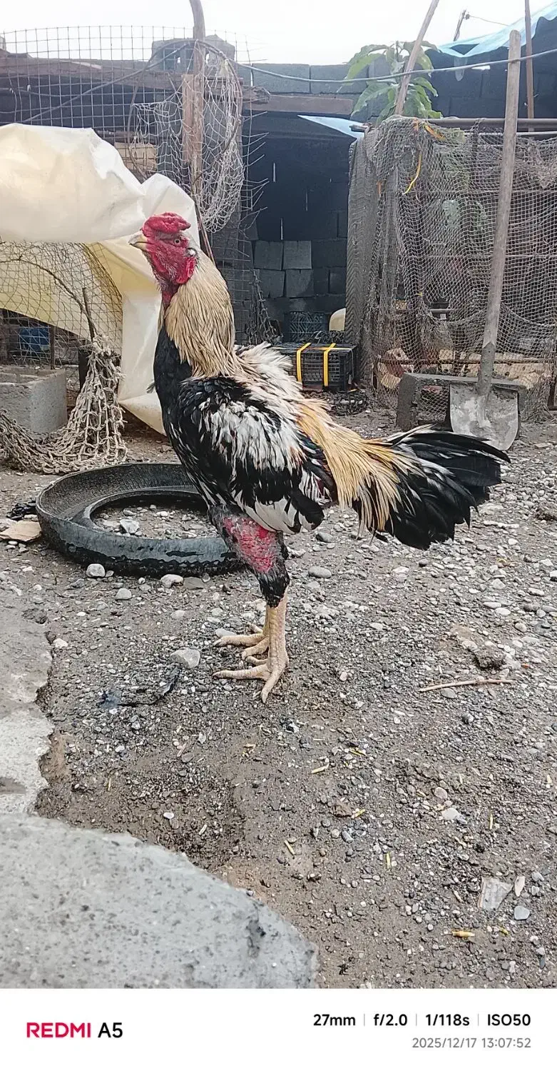 خروس لاری|حیوانات مزرعه|میناب, |دیوار