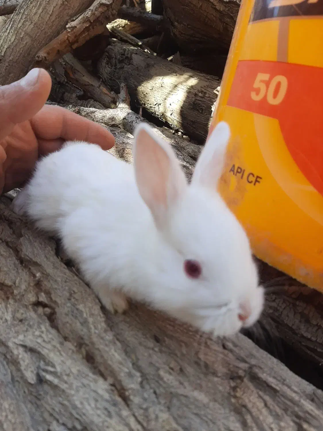 خرگوش|موش و خرگوش|لنجان, |دیوار