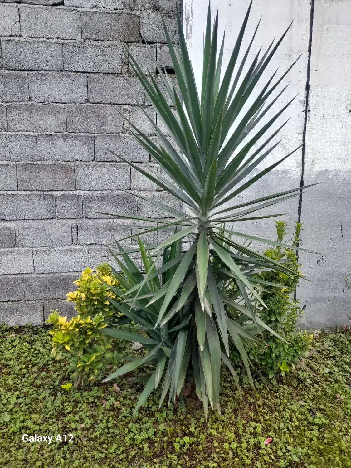 درخت یوکا|گل و گیاه طبیعی|سنگر, |دیوار