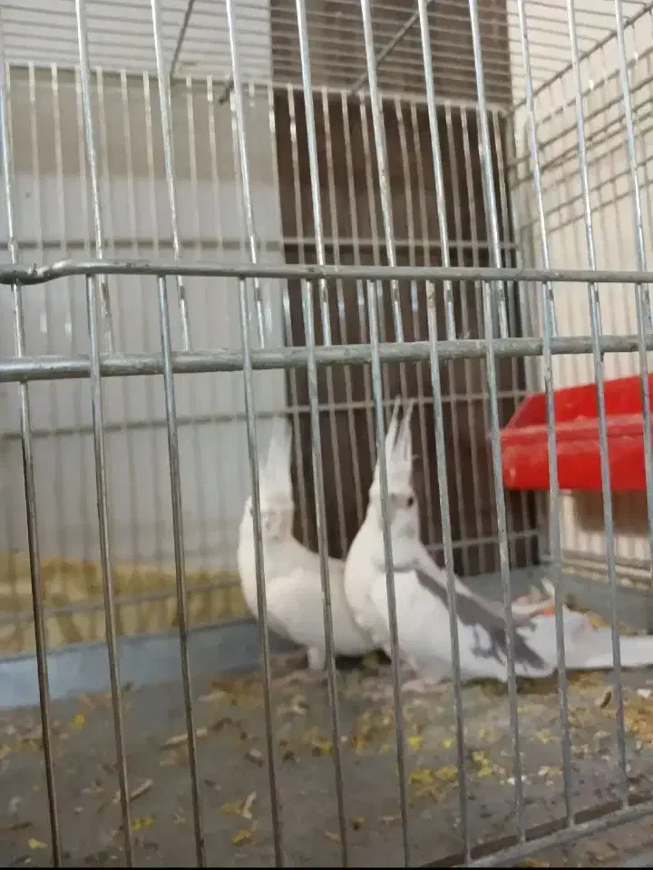 عروس هلندی|پرنده|ایذه, |دیوار