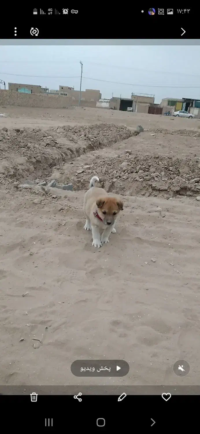 باچیزیم ماملعه می کونم|سگ|کاشان, کارگر|دیوار