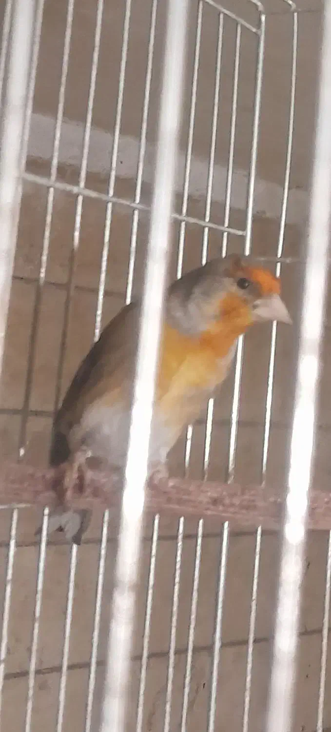 فروش سهره قناری|پرنده|اصفهان, نقش جهان|دیوار