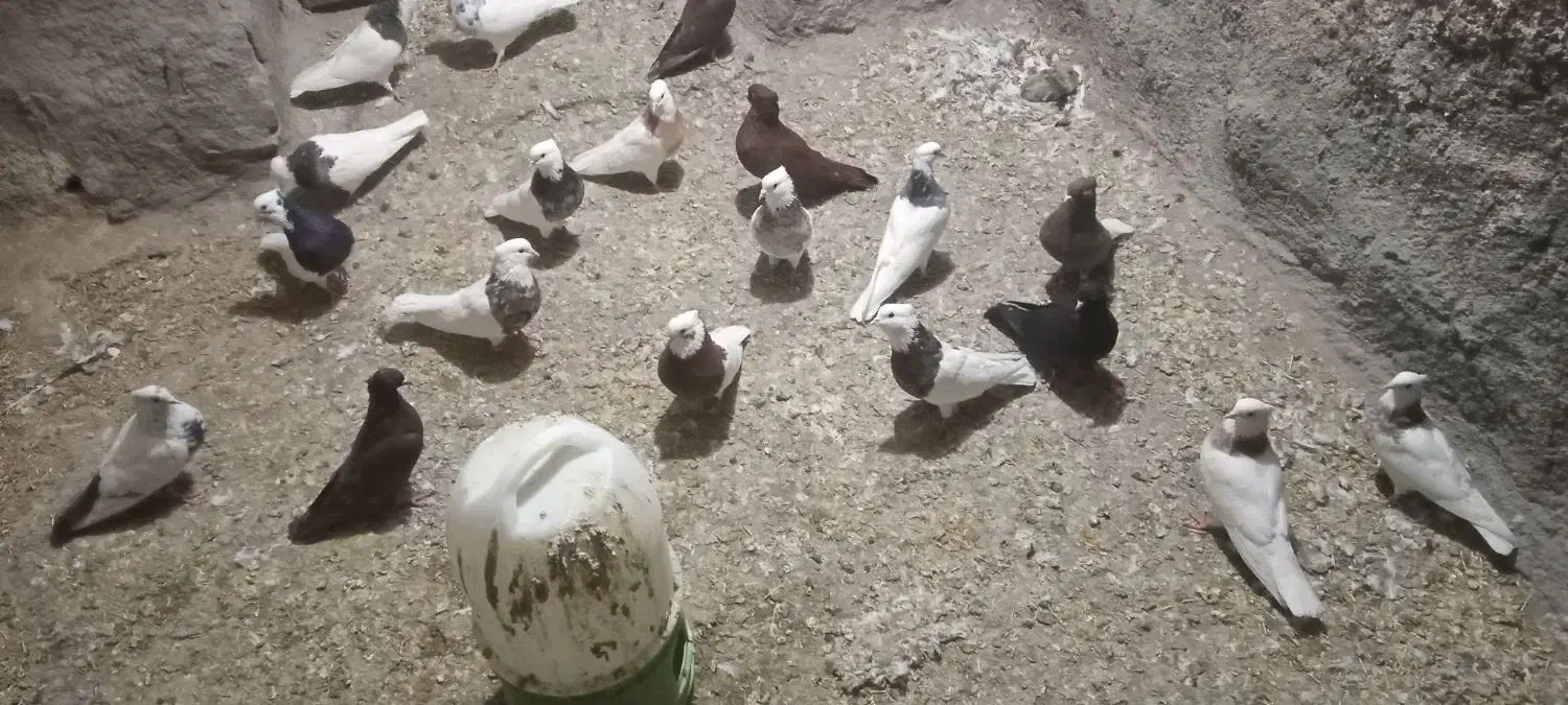 کبوتر طوقی|پرنده|سنقر, |دیوار