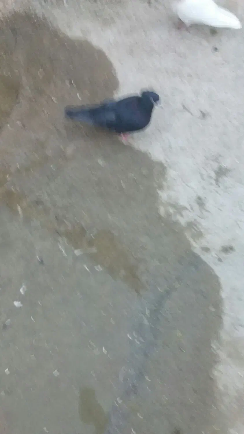 زاغ جوانه ماده|پرنده|سنقر, |دیوار