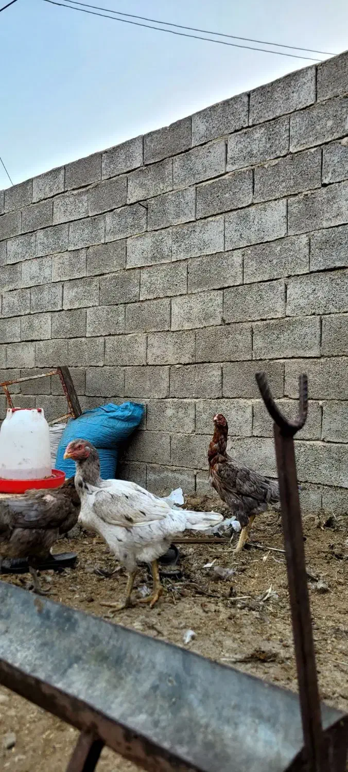 خروس و مرغ لاری اصل|حیوانات مزرعه|فراشبند, |دیوار