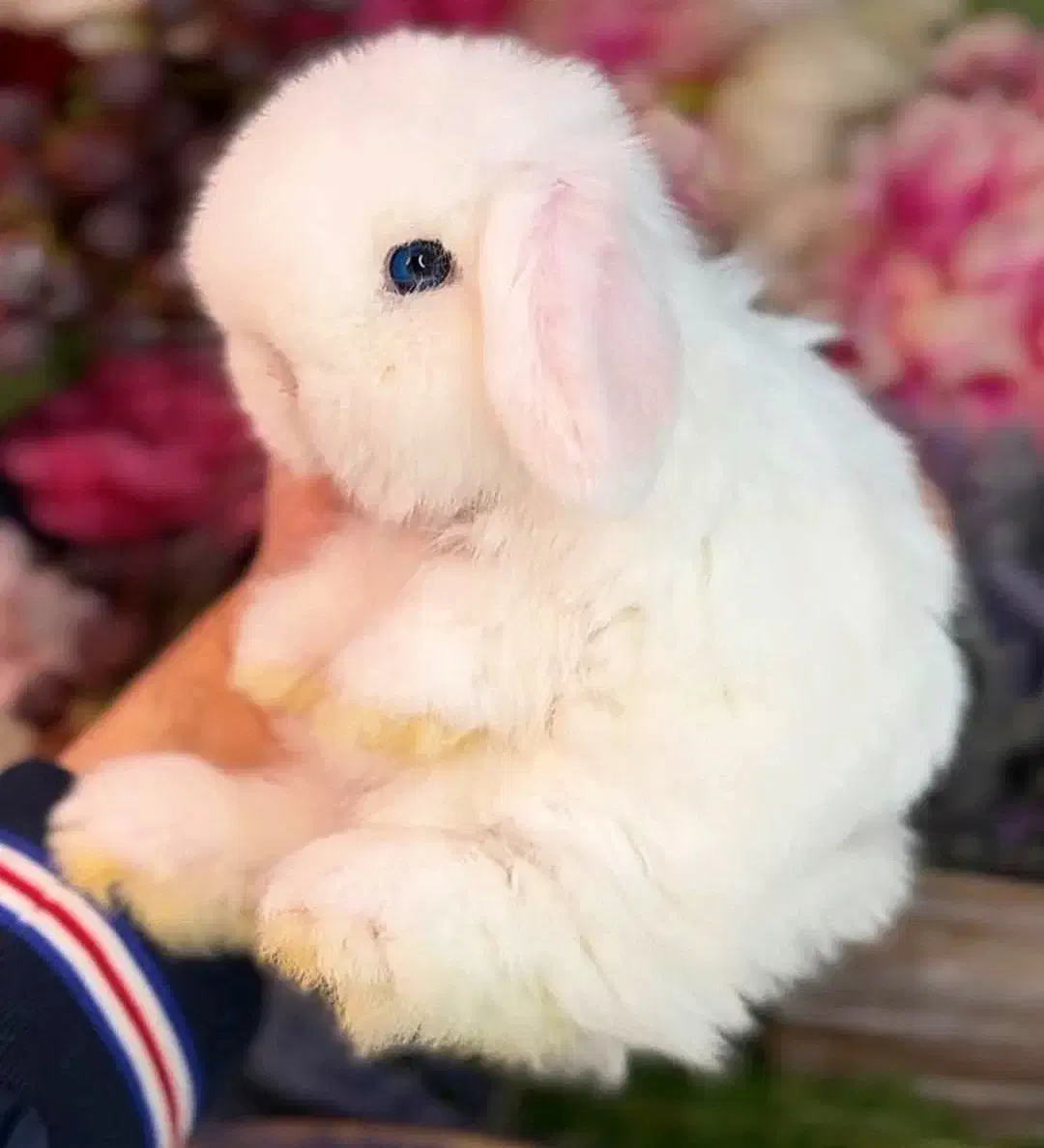 خرگوش لوپ گرینلندی|موش و خرگوش|سنندج, |دیوار