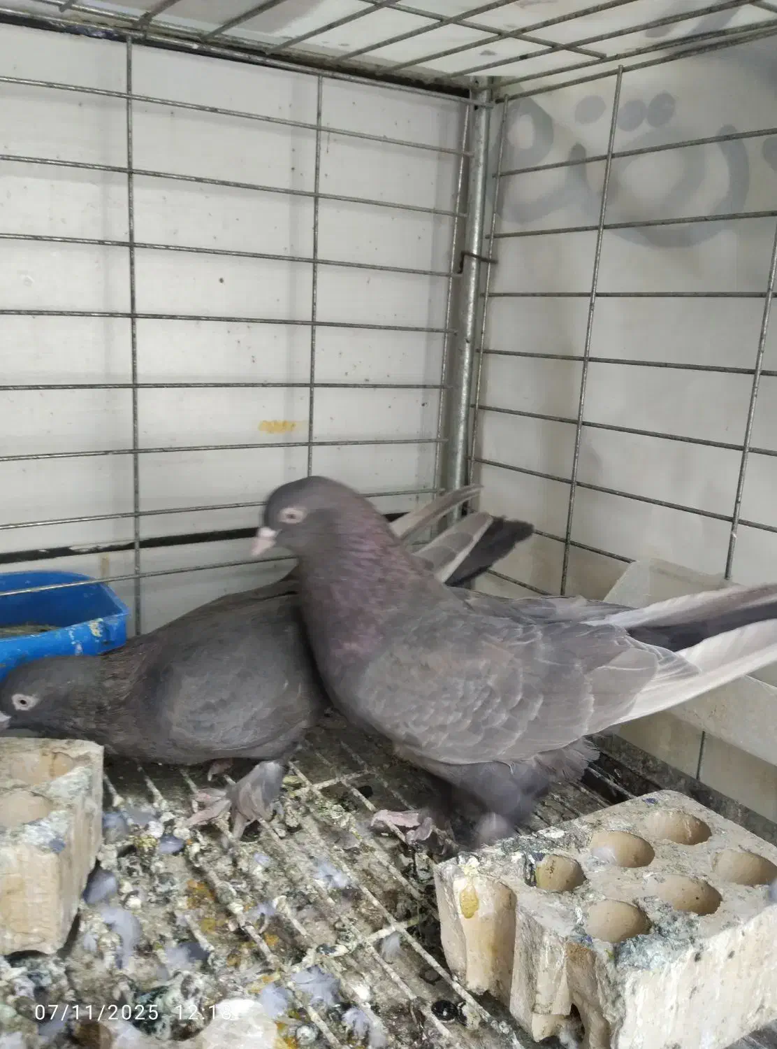 قهوه ای ساده پاپر درجه یک|پرنده|بهبهان, |دیوار