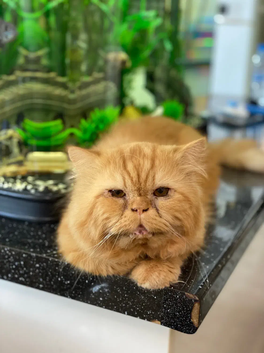 گربه نر عقیم نشده/واگذاری|گربه|رشت, علی آباد|دیوار