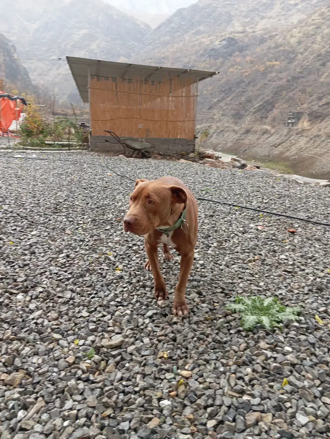 واگذاری سگ پیتبول دوبرمن|سگ|اورامان, |دیوار