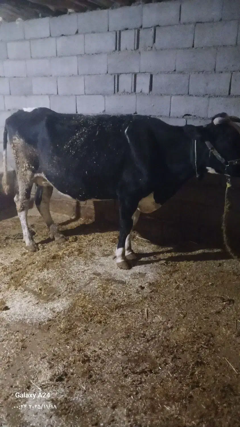 فروش یک راس گاو داشتی خوب|حیوانات مزرعه|لردگان, |دیوار