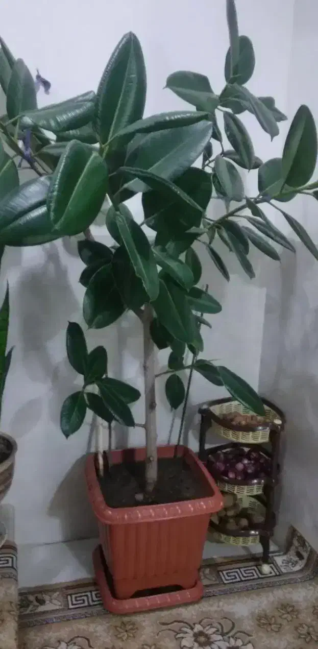 یک عدد گل فلگوس|گل و گیاه طبیعی|خوی, |دیوار