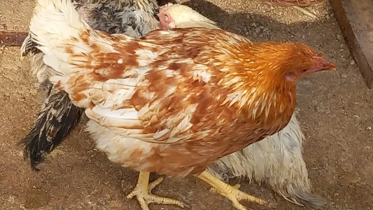 فروش جوجه مرغ و خروس نیمجه گلپایگان|حیوانات مزرعه|پیشوا, |دیوار