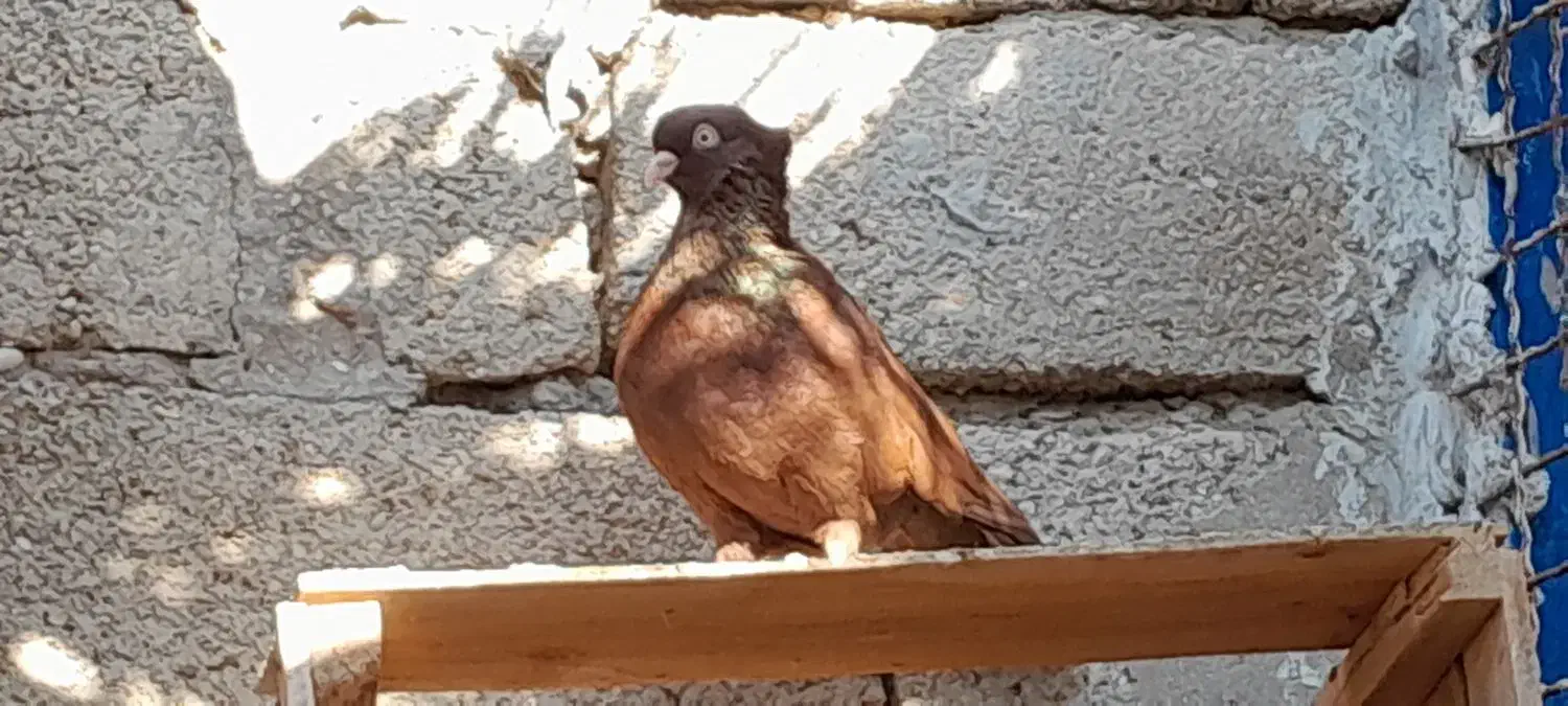 ۲/۰۰۰/۰۰۰|پرنده|بندر گناوه, |دیوار