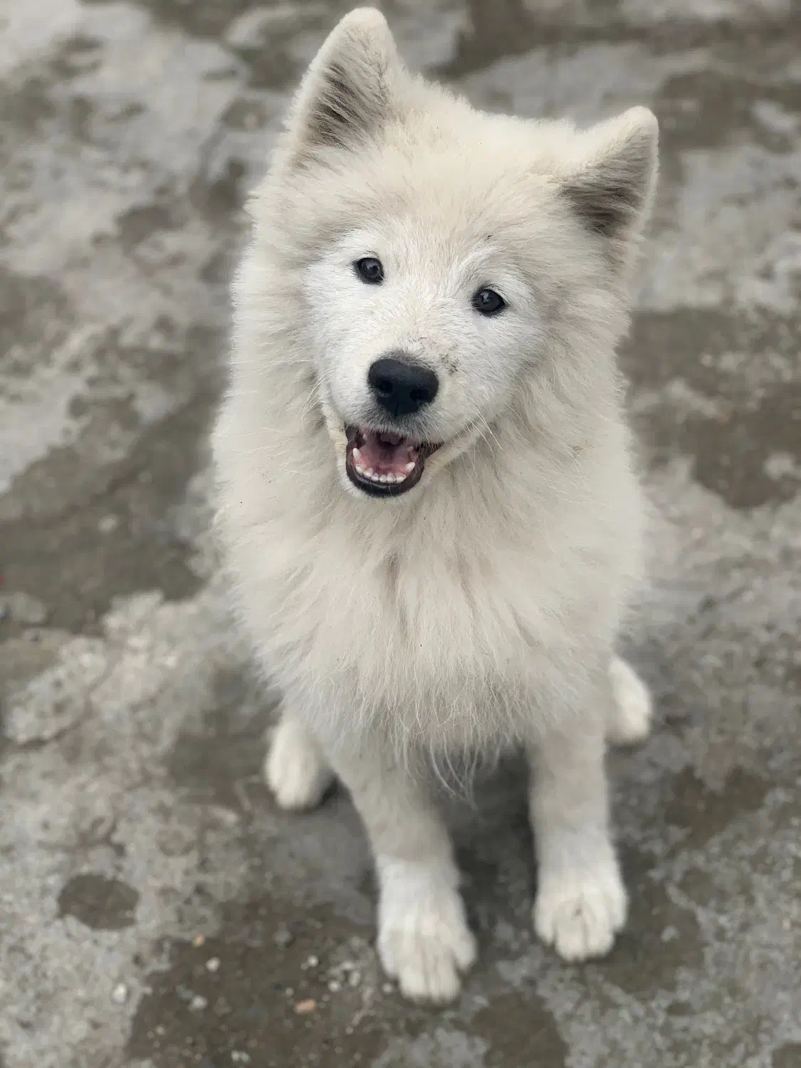 توله سامویید ۴ماهه|سگ|رشت, کوی عرفان|دیوار