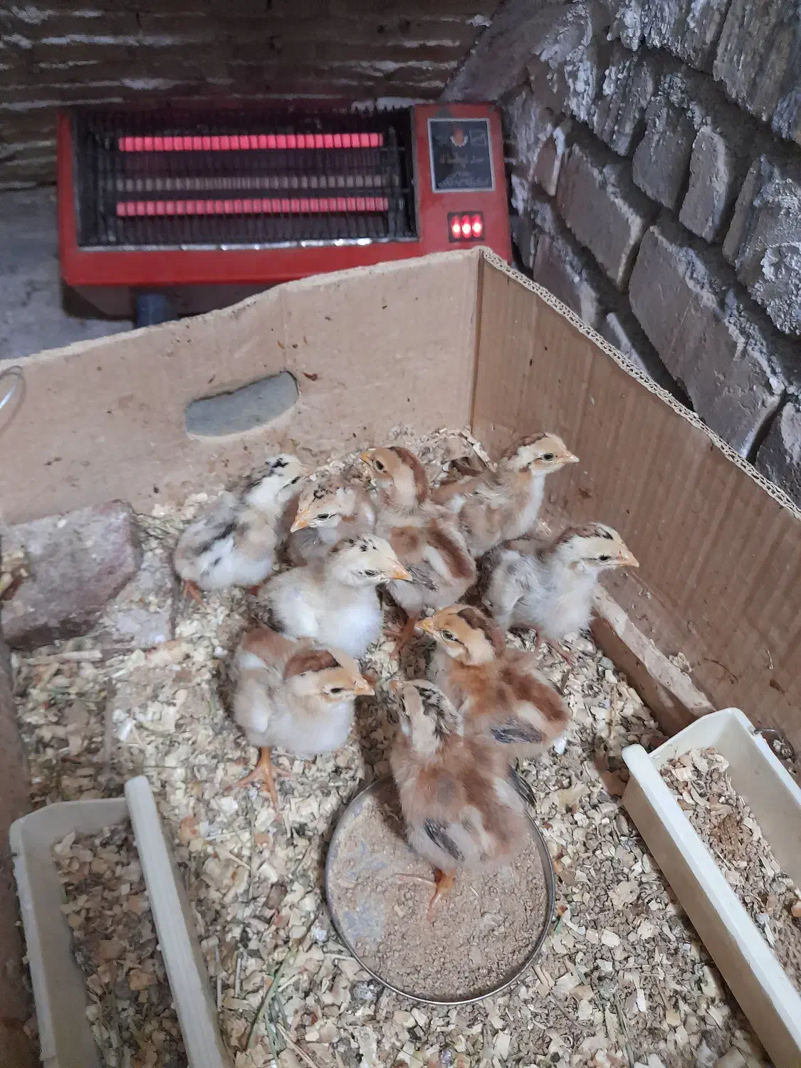 جوجه لاری ترک افغان|حیوانات مزرعه|احمدآبادمستوفی, |دیوار