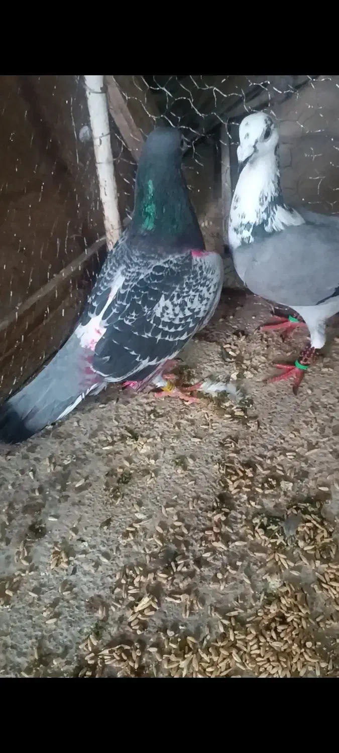 کبوتر|حیوانات|تربت‌حیدریه, پائین ولایت|دیوار