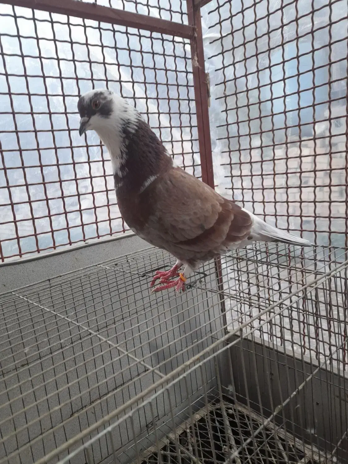 کبوتر|پرنده|آزادشهر, |دیوار