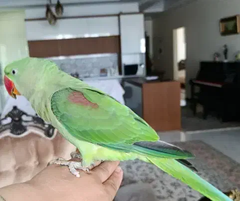 جوجه نر ۶ ماهه شاه طوطی اسکندری|پرنده|فردیس, منظریه|دیوار