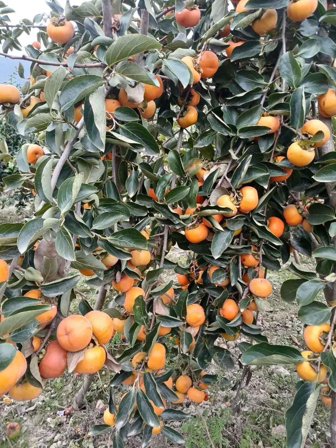 خرمالو بشقابی|خوردنی و آشامیدنی|نوکنده, |دیوار