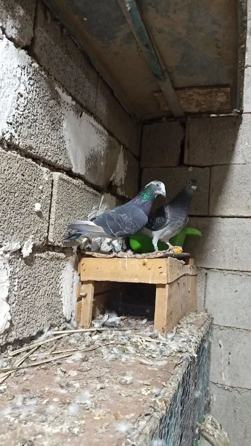 سه جفت نرماده پلاکی|پرنده|بوشهر, |دیوار