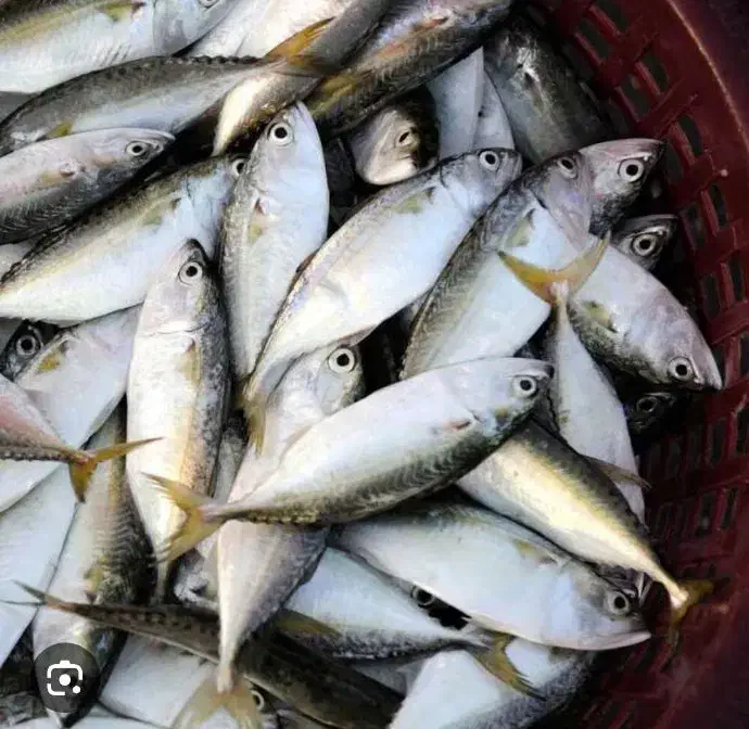 اجاره قسمتی از مغازه ماهی فروشی جهت ماهی جنوب|اجارهٔ مغازه و غرفه|شیراز, بعثت|دیوار