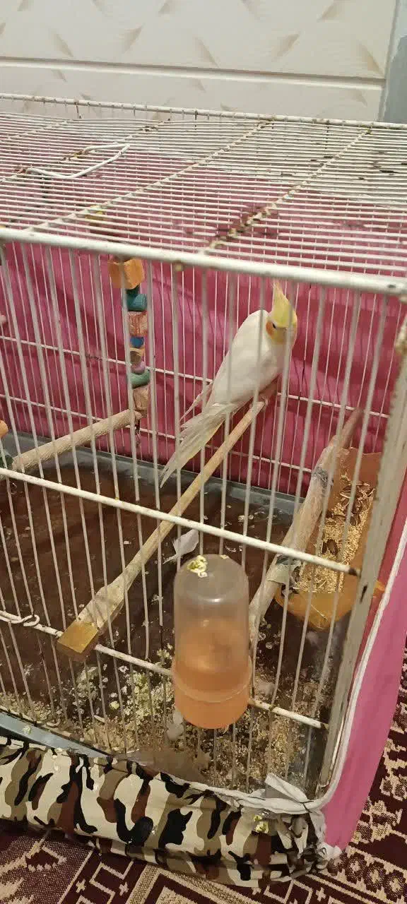 عروس هلندی|پرنده|مشهد, شهرک ابوذر|دیوار