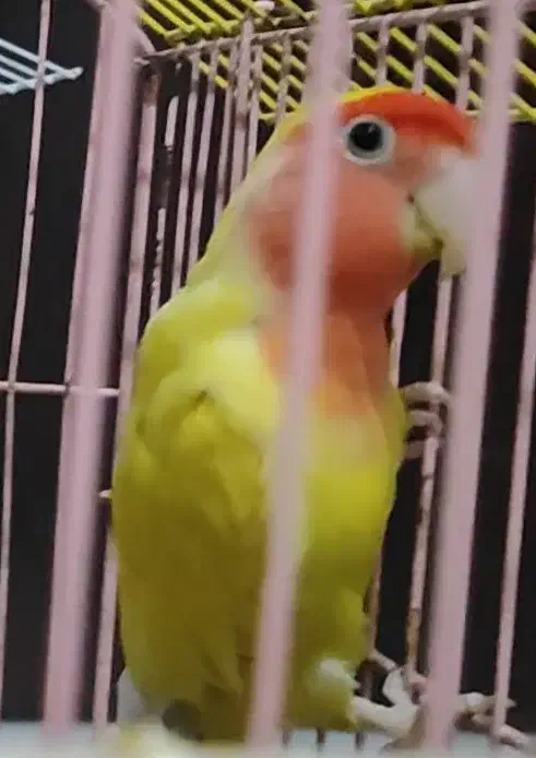 طوطی برزیلی|پرنده|رباط‌کریم, رباط‌کریم|دیوار