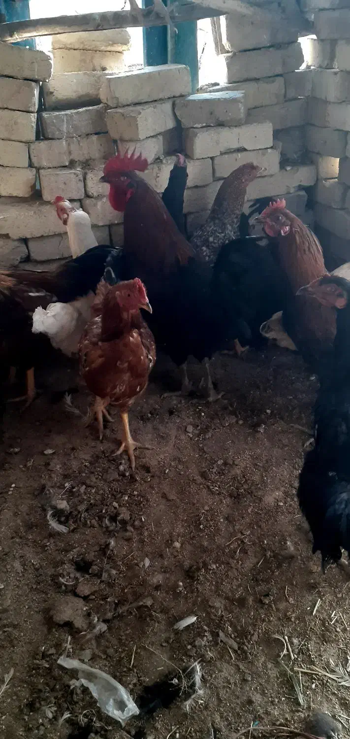 ۴۰۰|پرنده|بزینه رود, |دیوار