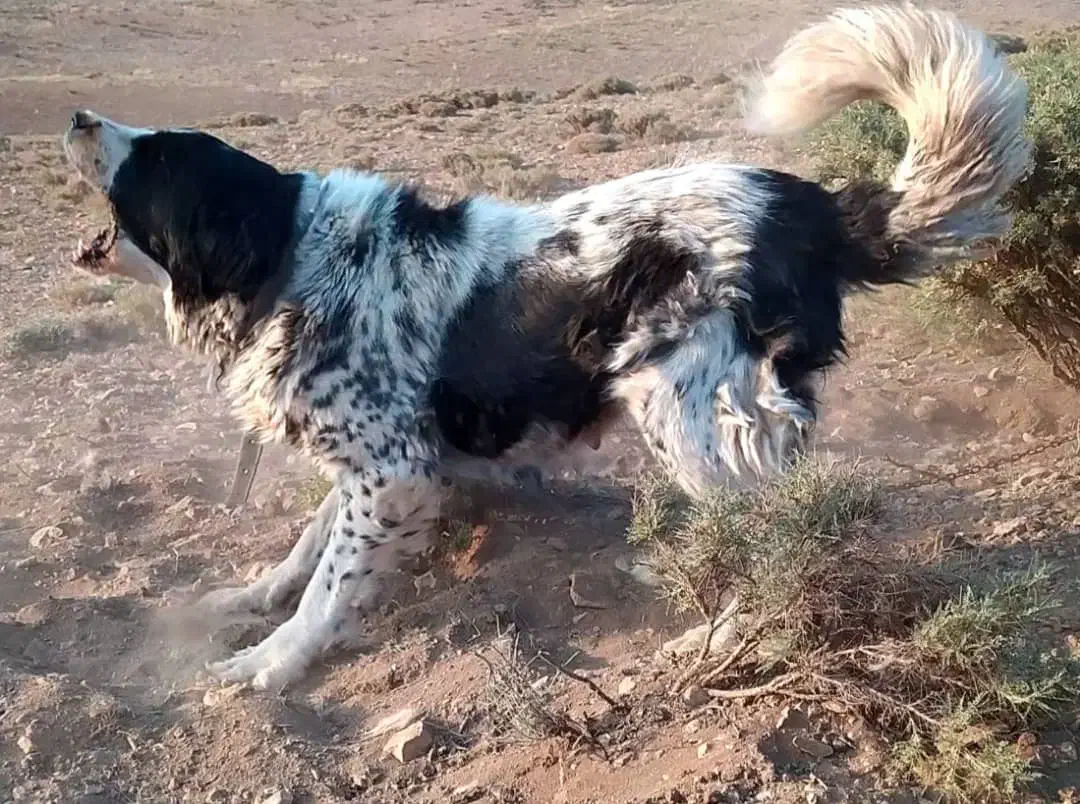 واگزاری لاس قدرجونی خالص|سگ|رودشت (اصفهان), |دیوار