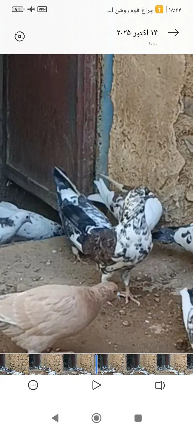 باخت رفته|حیوانات|زنجان, |دیوار