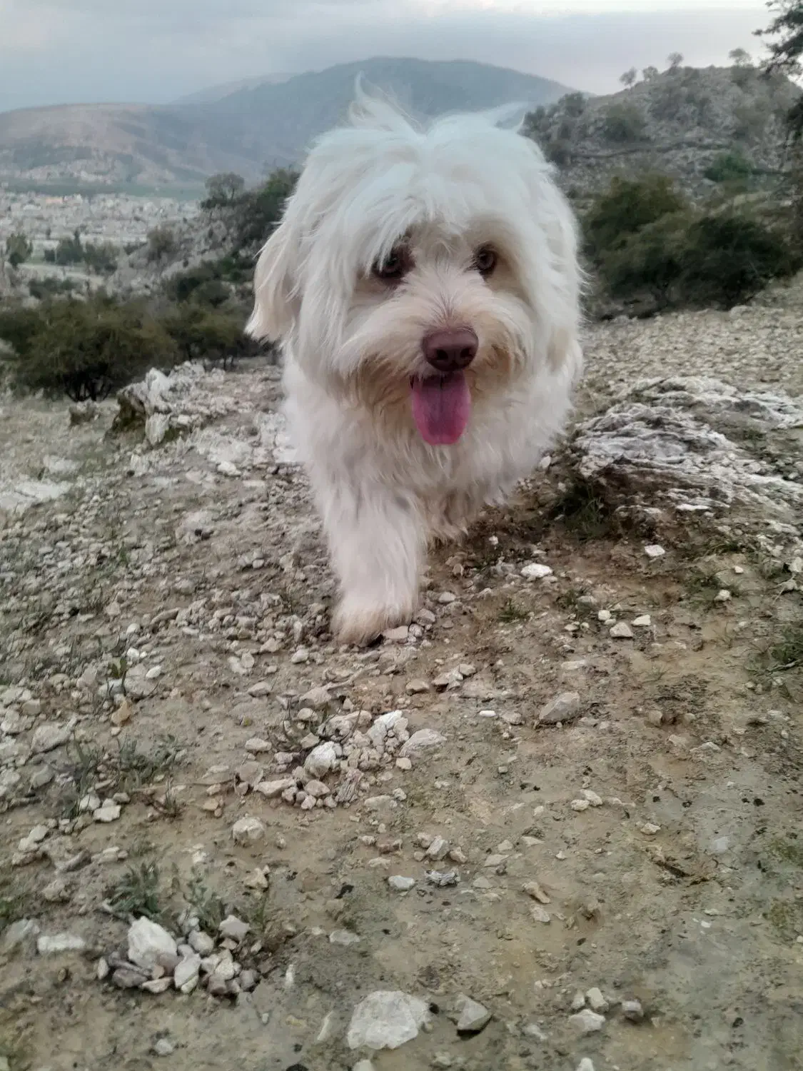 سپا کوتاه پشمالو|سگ|کوه چنار, |دیوار